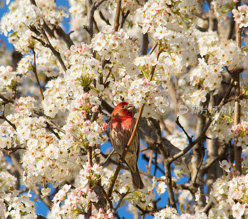 美丽的鸟在吃盛开的树的花。