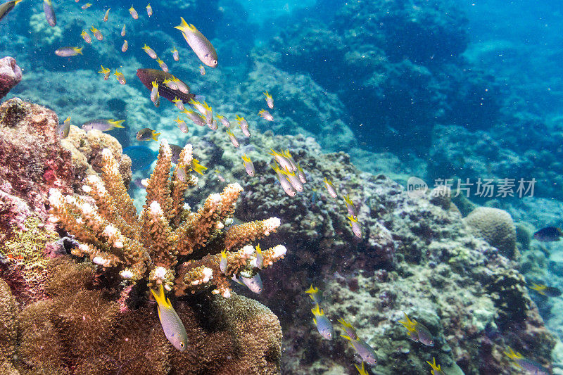水下指珊瑚(柱头珊瑚雌蕊)和一群花药鱼