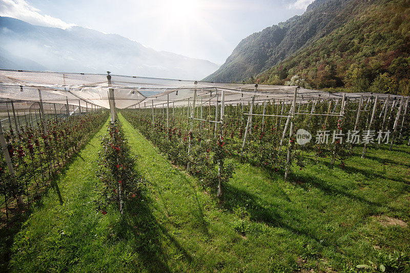 意大利上阿迪杰的苹果种植园，Südtirol