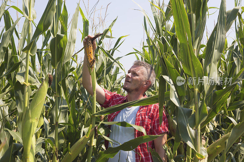 一名成年农民在他的田里种植绿色玉米，检查腐烂的作物