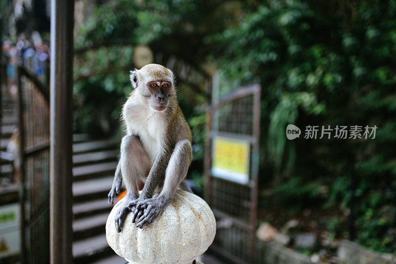 马来西亚公园里的猕猴