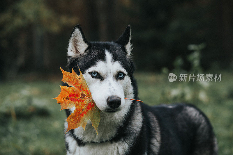 哈士奇在秋天的花园里