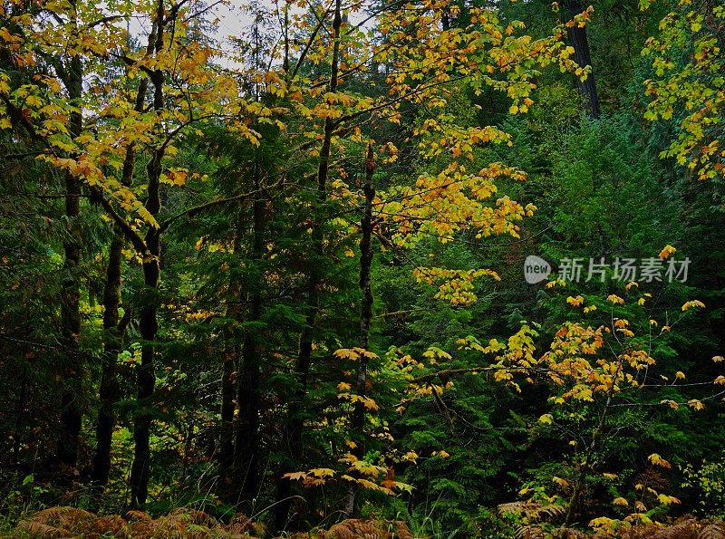 威拉米特河闪电叶