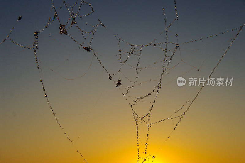 掉落蜘蛛网