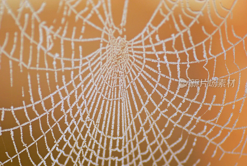 冰冻的蜘蛛网。