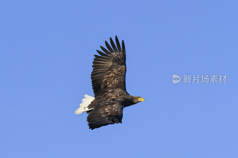 在挪威北部上空觅食的白尾鹰或海鹰