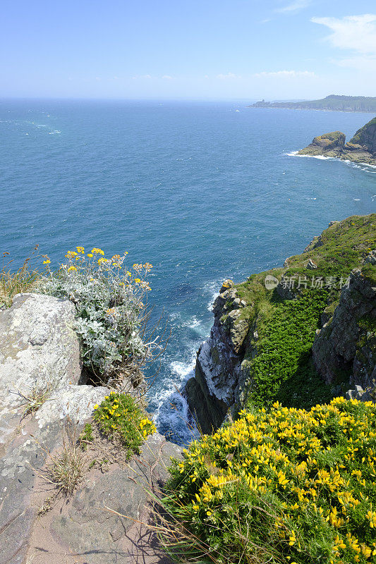 弗雷赫尔崖上开着黄色的金雀花和紫罗兰花，还有灯塔。法国布列塔尼