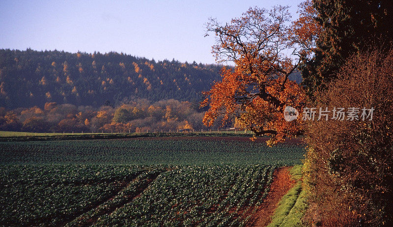 田间农场农业秋天伍斯特郡英格兰中部英国