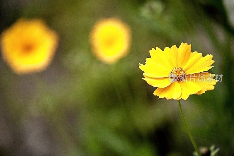 黄色宇宙花特写镜头