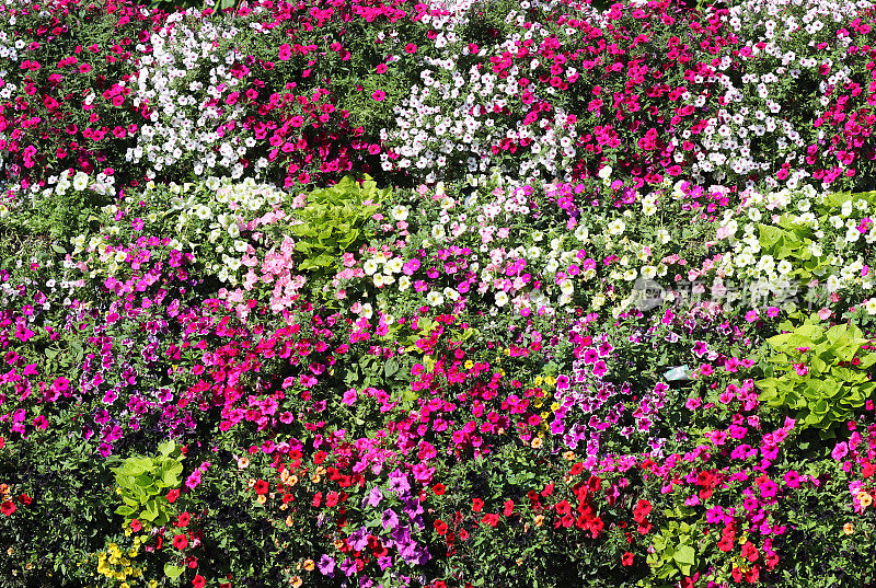 阳台上挂着一篮矮牵牛花。矮牵牛花是一种观赏植物。花盆里的紫罗兰阳台花。开花自然植物的背景。多色的花瓣和花序。植物种类和业务。种植植物。