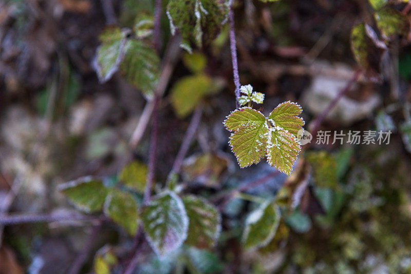 结霜的冬叶