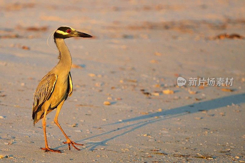 黄冠夜鹭