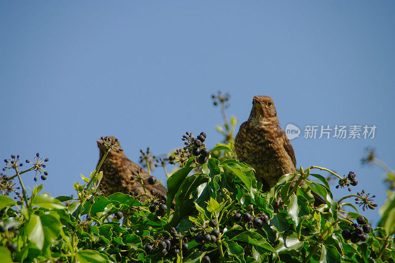 黑鸟在顶部的灌木丛