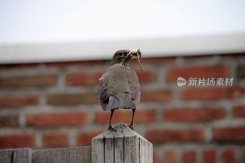 黑鸟提供食物