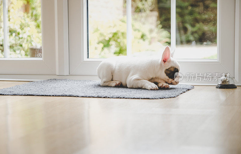 可爱的法国斗牛犬小狗盯着地板上的服务铃