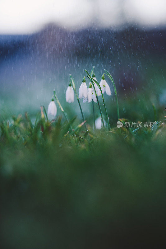 春雨中的雪兰