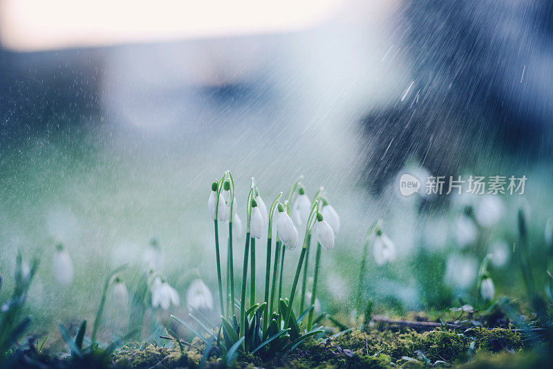 小雨打在雪花莲