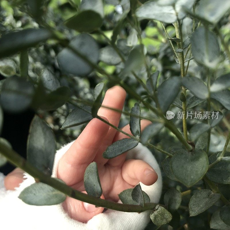 婴儿的手触摸植物