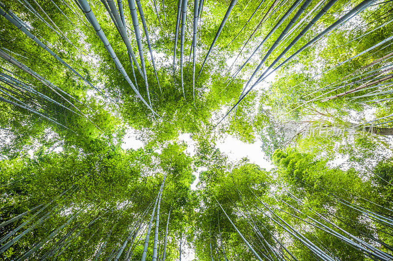 日本京都的岚山竹林