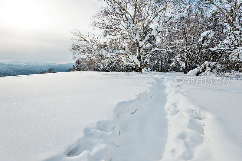 雪山中的小径