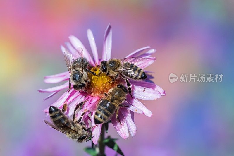 蜜蜂在米迦勒菊上