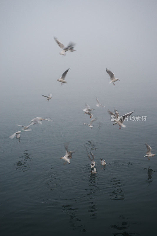 海雾和海鸥