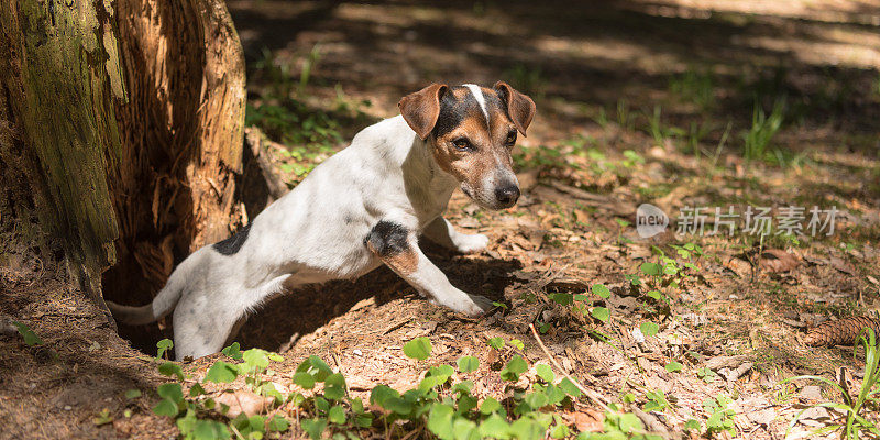 可爱的杰克罗素猎犬向洞穴外张望