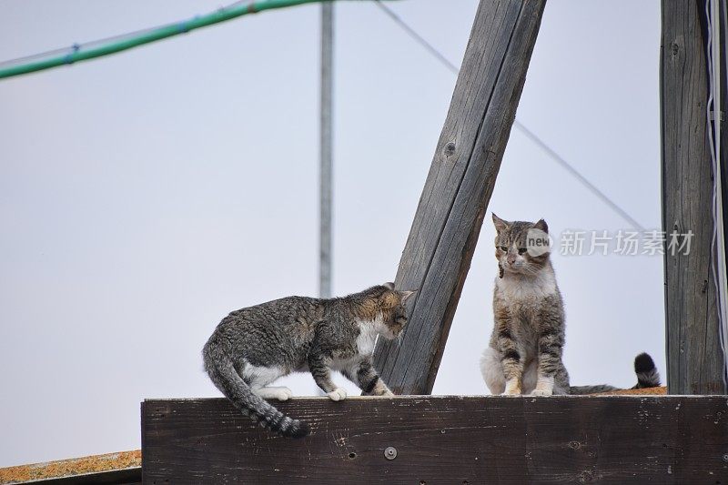 两只猫坐在一个篮球上