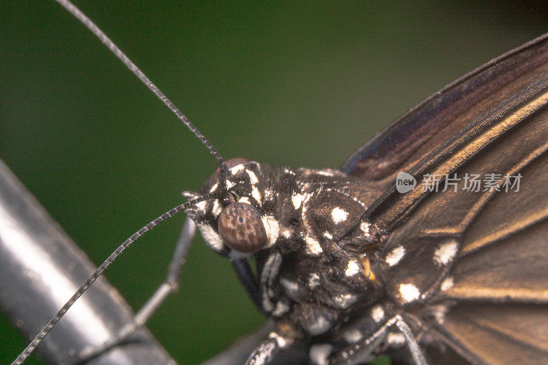 近距离景观全身体拍摄的一个普通乌鸦蝴蝶。学名:Euploea核心上向下射击