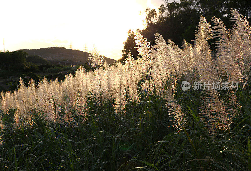 甘蔗的花