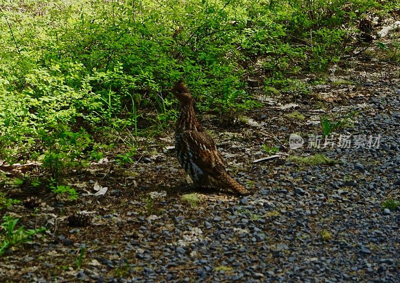 杰弗逊山稀有松鸡