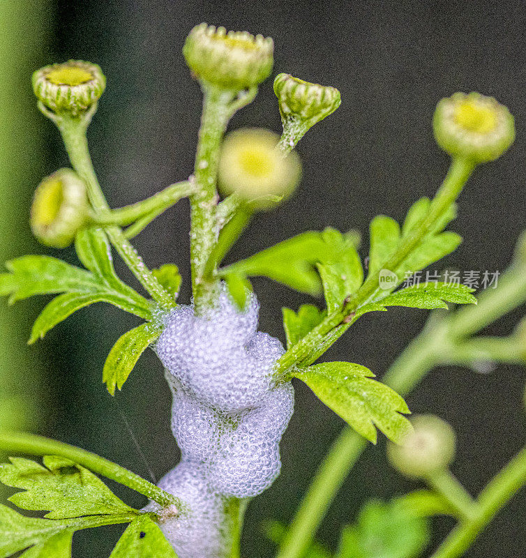 飞沫虫在野花上吹出的泡沫