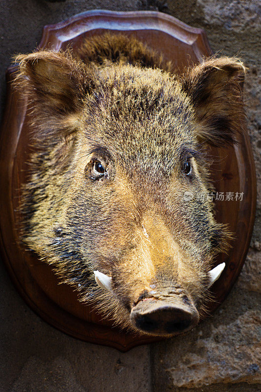 托斯卡纳山城的野猪标本商店展示