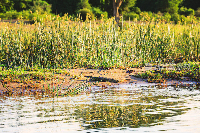 非洲荒野-河岸附近的小鳄鱼