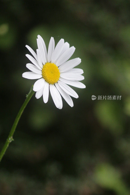 在野生动物花园模糊的绿色背景下，单朵野生雏菊的图像，盛开的野生月亮雏菊生长在英国夏天的阳光下，雏菊花的中心有白色花瓣和黄色花粉的细节。