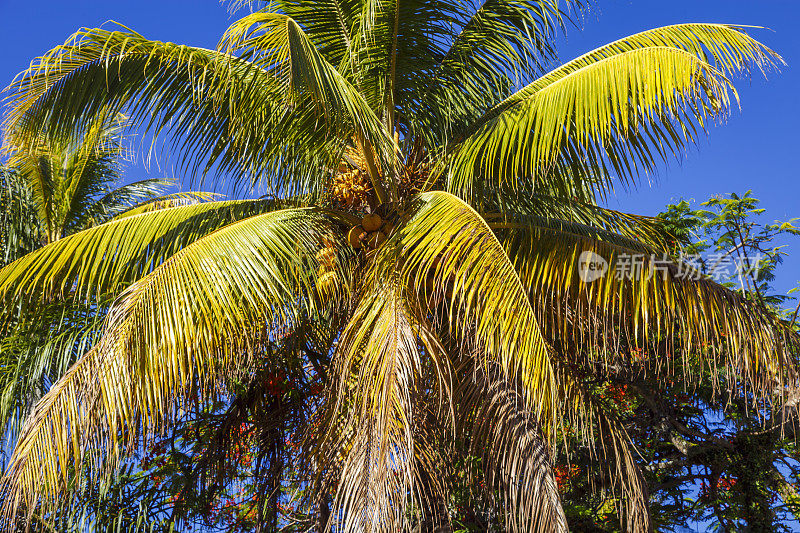 热带天堂，椰子树树叶下-巴伊亚，巴西东北部