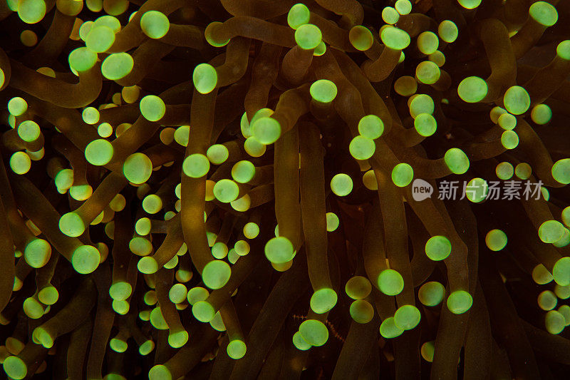 热带水族馆，热带水域海葵大近距离触须