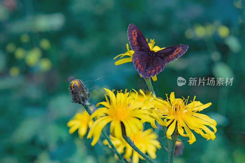 黄花上的蓝蝴蝶，乌拉尔，俄罗斯