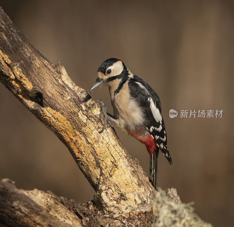 大斑点啄木鸟栖息在树枝上