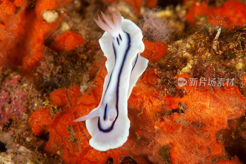 海洋生物。彩色的海蛞蝓水下生物裸鳃