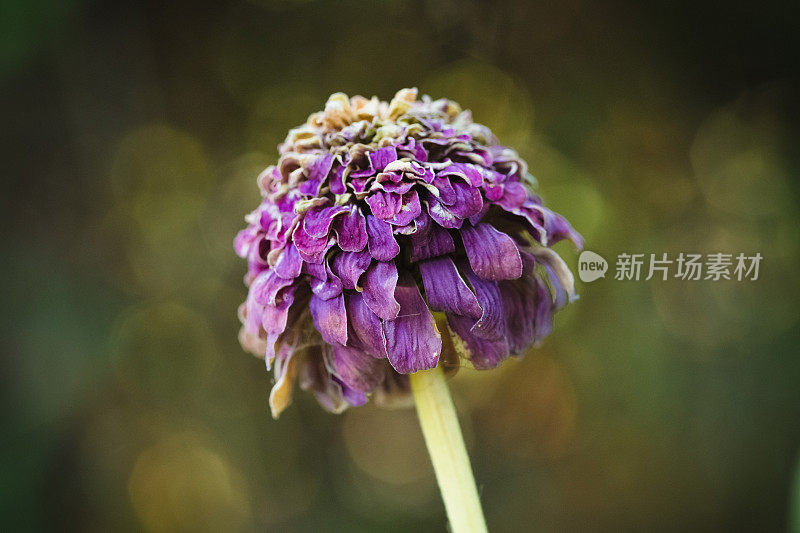 垂死的紫百日花特写