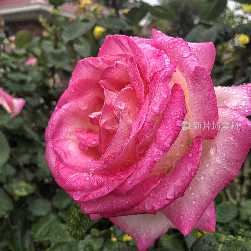 粉红玫瑰上的雨滴
