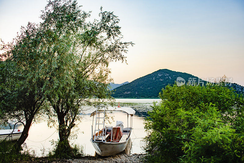 黑山斯卡达尔湖的一棵橄榄树。游船在岸边抛锚了。