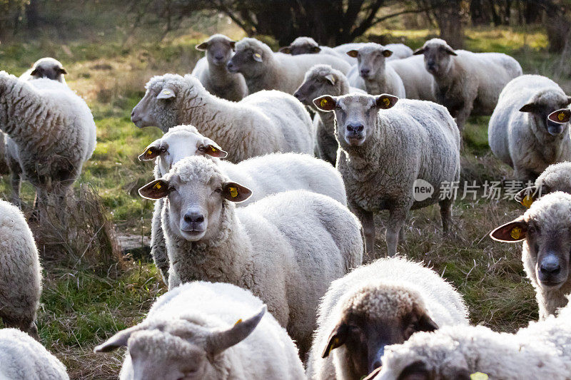 农场上的羊群，背景与拷贝空间