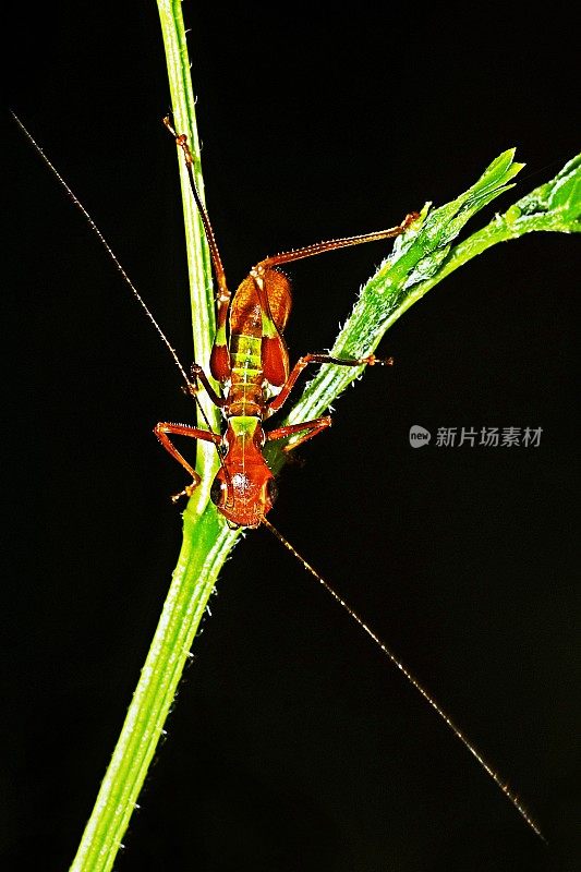 蚂蚁在绿色的树枝上。