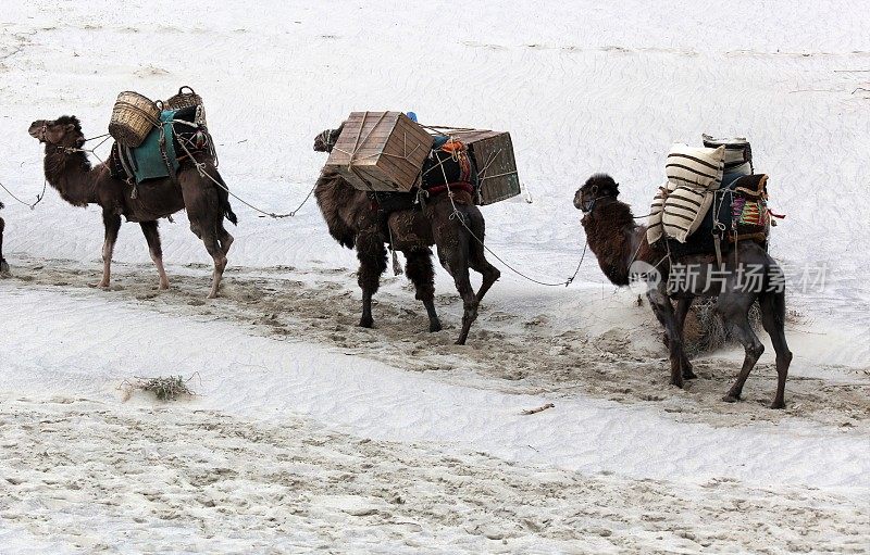 在沙漠中行走的骆驼商队