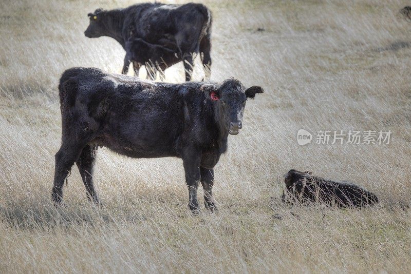 春天的黑色安格斯牛