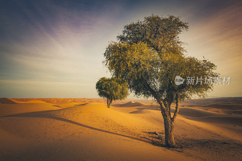 活树，阿曼沙漠