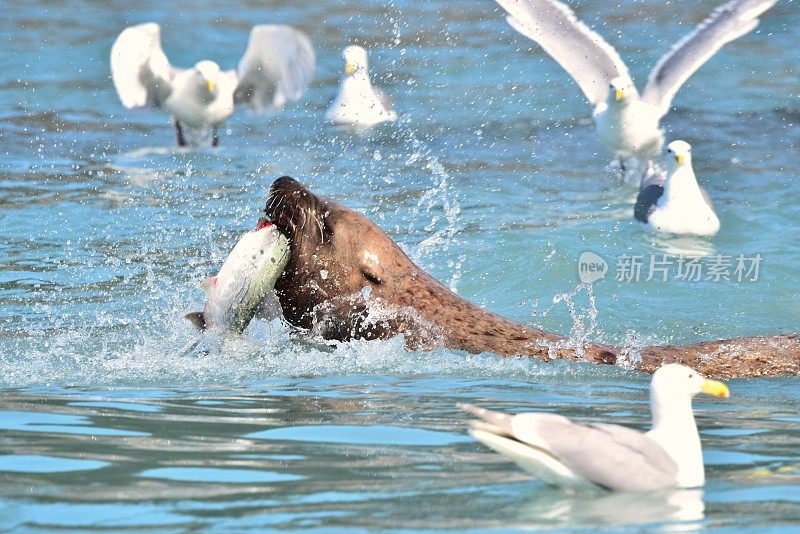 虎头海狮捕获鲑鱼