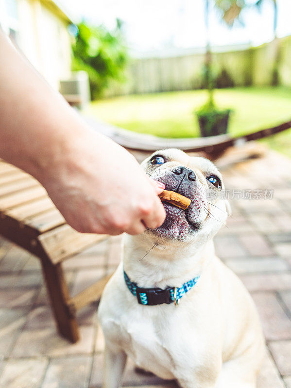 一个有趣可爱的年轻法国斗牛犬的肖像